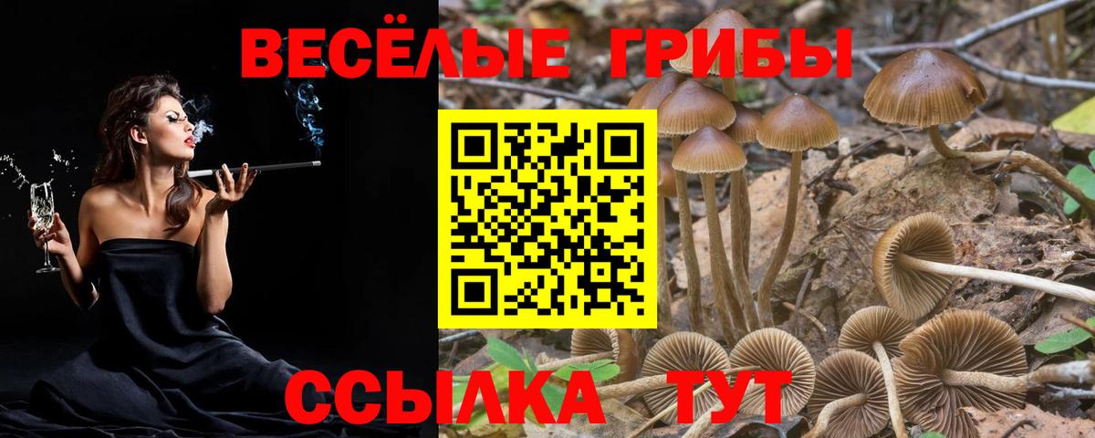 Псилоцибиновые грибы MAGIC MUSHROOMS  Вход с VPN  Камышлов 